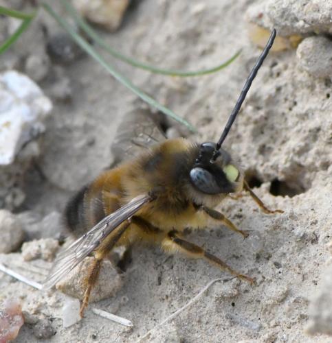 Réf. 247 985 : Eucera nigrilabris